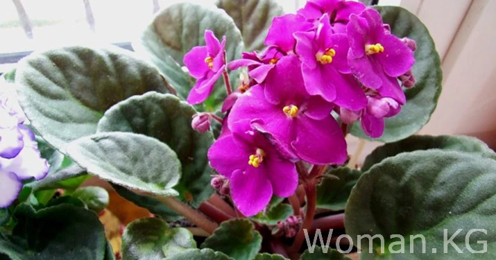 Цветы, которые приносят счастье и деньги в дом